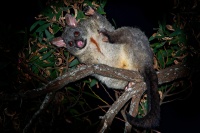 Kusu lisci - Trichosurus vulpecula - Common Brush-tailed Possum o7567